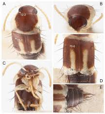 Attēlu rezultāti vaicājumam “Tachyporus sp.”