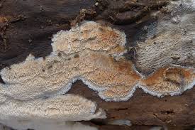 Attēlu rezultāti vaicājumam “Ceriporiopsis resinascens”