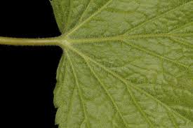 Attēlu rezultāti vaicājumam “Ribes rubrum leaf”