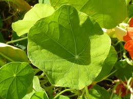 Attēlu rezultāti vaicājumam “Tropaeolum majus leaf”