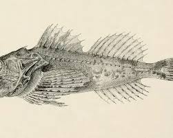 Image result for Myoxocephalus octodecemspinosus