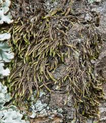 Attēlu rezultāti vaicājumam “Pterigynandrum filiforme”
