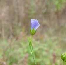 Image result for Linum usitatissimum