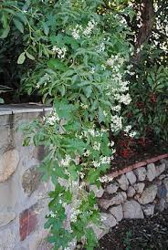 Attēlu rezultāti vaicājumam “Cribraria macrocarpa young”