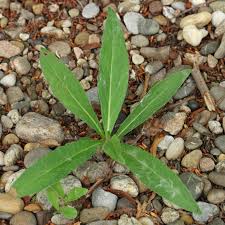 Attēlu rezultāti vaicājumam “Inula britannica leaf”