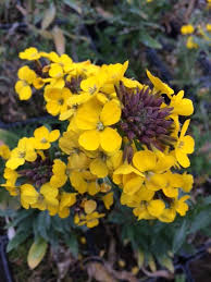 Image result for Cheiranthus cheiri