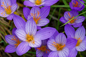 Attēlu rezultāti vaicājumam “Crocus”
