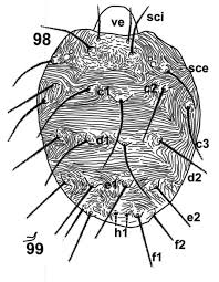 Attēlu rezultāti vaicājumam “Panonychus”