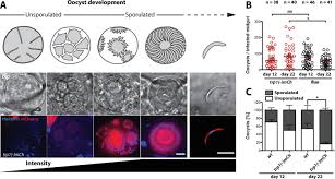 Attēlu rezultāti vaicājumam “Symphytocarpus flaccidus plasmodium”