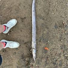 Image result for Chelon tricuspidens