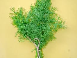 Image result for Dill