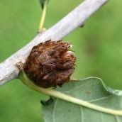 Attēlu rezultāti vaicājumam “Andricus foecundatrix”