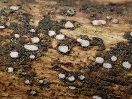 Attēlu rezultāti vaicājumam “Propolis farinosa”