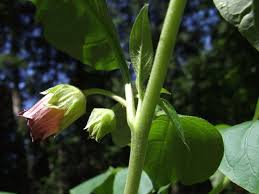 Attēlu rezultāti vaicājumam “Scopolia carniolica flower”