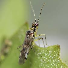 Attēlu rezultāti vaicājumam “Dicyphus sp.”