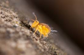 Attēlu rezultāti vaicājumam “Symphypleona”