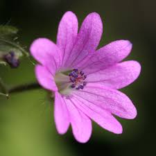 Attēlu rezultāti vaicājumam “Geranium molle flower”
