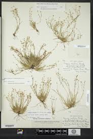 Attēlu rezultāti vaicājumam “Sagina nodosa”