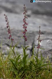 Attēlu rezultāti vaicājumam “Epipactis atrorubens flower”