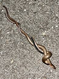 Attēlu rezultāti vaicājumam “Anguis fragilis adult”