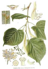 Attēlu rezultāti vaicājumam “Tilia x vulgaris”