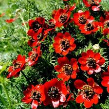 Image result for Adonis aestivalis