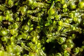 Attēlu rezultāti vaicājumam “Jungermanniopsida”