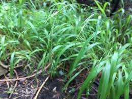 Attēlu rezultāti vaicājumam “Brachypodium sylvaticum fruit”