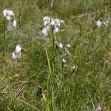 Attēlu rezultāti vaicājumam “Eriophorum latifolium flower”