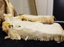 Attēlu rezultāti vaicājumam “Climacodon septentrionalis”