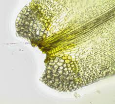 Attēlu rezultāti vaicājumam “Dicranum spurium”