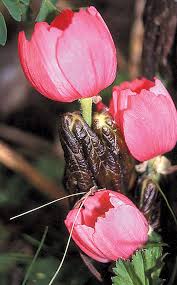 Attēlu rezultāti vaicājumam “Podophyllum hexandrum”