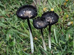 Image result for coprinus