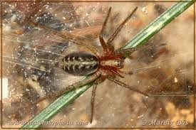 Attēlu rezultāti vaicājumam “Agelena labyrinthica”