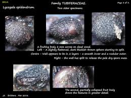 Attēlu rezultāti vaicājumam “Lycogala sp.”