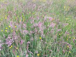 Attēlu rezultāti vaicājumam “Holcus lanatus  flower”