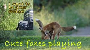 Attēlu rezultāti vaicājumam “Vulpes vulpes  juvenile”