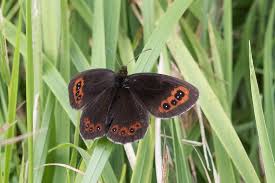 Attēlu rezultāti vaicājumam “Erebia aethiops”