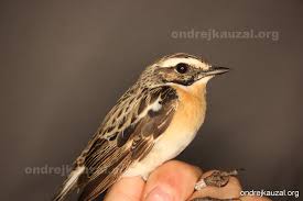 Attēlu rezultāti vaicājumam “Saxicola rubetra”