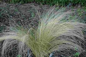 Attēlu rezultāti vaicājumam “Najas tenuissima leaf”