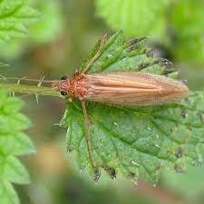 Attēlu rezultāti vaicājumam “Chaetopteryx villosa”