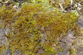 Attēlu rezultāti vaicājumam “Rhynchostegiella tenella”