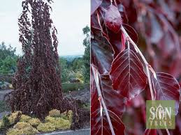 Attēlu rezultāti vaicājumam “Fagus sylvatica”