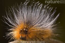 Attēlu rezultāti vaicājumam “Arctia caja larva”