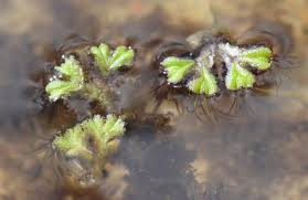 Attēlu rezultāti vaicājumam “Ricciocarpos natans”