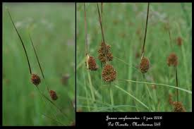 Attēlu rezultāti vaicājumam “Juncus conglomeratus fruit”