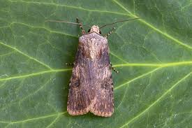 Attēlu rezultāti vaicājumam “Agrotis ripae larva”