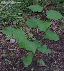 Attēlu rezultāti vaicājumam “Reynoutria sachalinensis”
