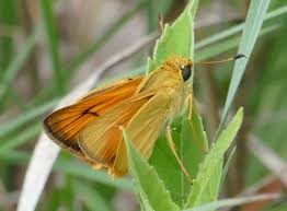 Image result for skiptondivers