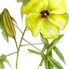 Image result for Abelmoschus moschatus